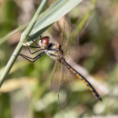 Hemicordulia tau (Tau Emerald) at Kambah, ACT - 2 Feb 2024 by SWishart