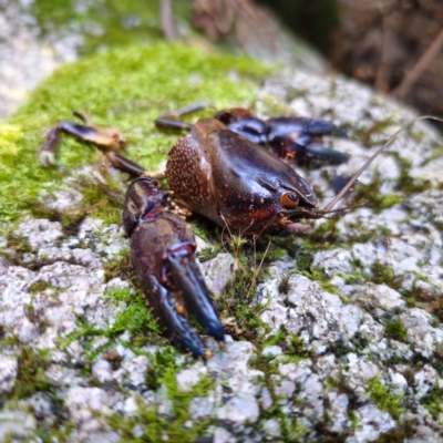 Euastacus sp. (genus) (Spiny crayfish) at Paddys River, ACT - 9 Feb 2024 by Csteele4