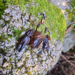 Euastacus sp. (genus) at Tidbinbilla Nature Reserve - 9 Feb 2024