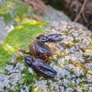 Euastacus sp. (genus) at Tidbinbilla Nature Reserve - 9 Feb 2024