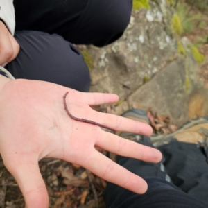 Oligochaeta (class) at Tidbinbilla Nature Reserve - 7 Feb 2024