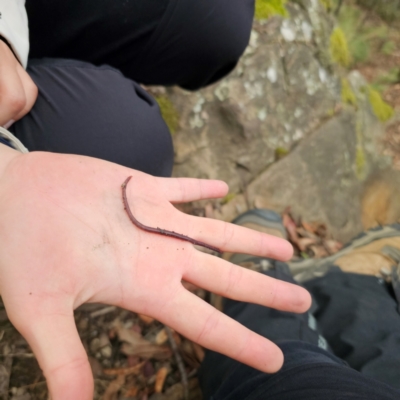 Oligochaeta (class) (Unidentified earthworm) at Paddys River, ACT - 7 Feb 2024 by Csteele4