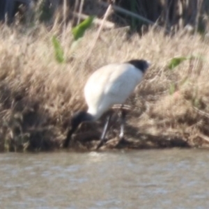 Threskiornis molucca at Coolamon, NSW - 2 Sep 2023