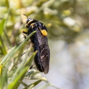 Pergagrapta bicolor at Bullen Range - 2 Feb 2024