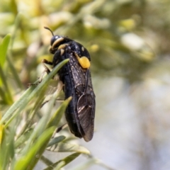 Pergagrapta bicolor (A sawfly) at Bullen Range - 2 Feb 2024 by SWishart