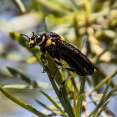 Pergagrapta bicolor at Bullen Range - 2 Feb 2024