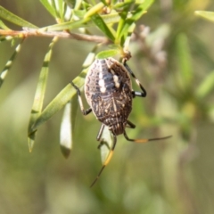 Theseus modestus (Gum tree shield bug) at Kambah, ACT - 2 Feb 2024 by SWishart