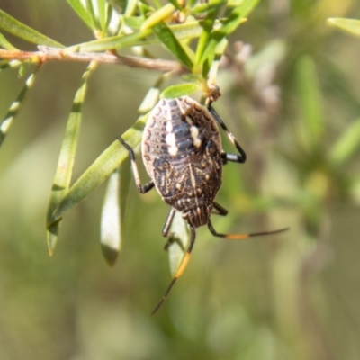 Theseus modestus (Gum tree shield bug) at Bullen Range - 2 Feb 2024 by SWishart