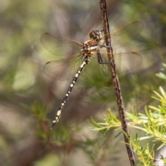 Synthemis eustalacta (Swamp Tigertail) at Kambah, ACT - 2 Feb 2024 by SWishart