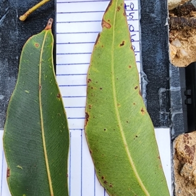 Corymbia gummifera (Red Bloodwood) at Nullica State Forest - 9 Feb 2024 by Steve818