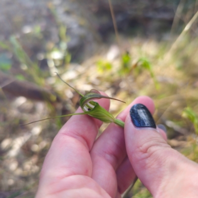 Diplodium decurvum (Summer greenhood) at Paddys River, ACT - 7 Feb 2024 by Csteele4