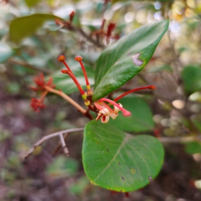 Grevillea oxyantha subsp. oxyantha (Kybean Grevillea) at Paddys River, ACT - 7 Feb 2024 by Csteele4