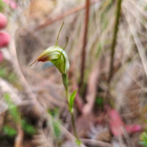 Diplodium sp. at Namadgi National Park - suppressed