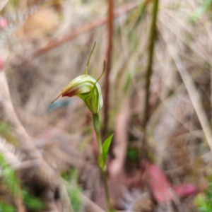 Diplodium sp. at Namadgi National Park - suppressed