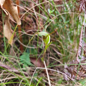 Diplodium laxum at Namadgi National Park - suppressed