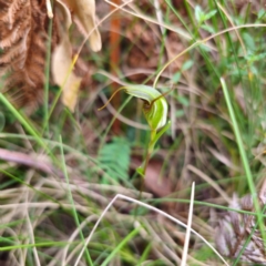 Diplodium laxum at Namadgi National Park - suppressed