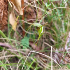 Diplodium laxum at Namadgi National Park - suppressed