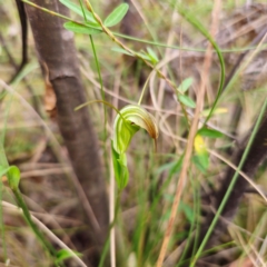 Diplodium decurvum (Summer greenhood) at Cotter River, ACT - 7 Feb 2024 by Csteele4