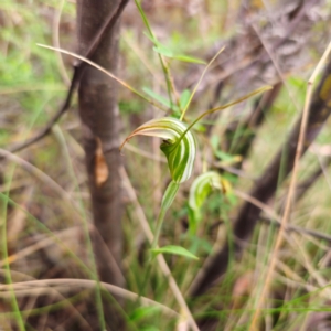 Diplodium decurvum at Namadgi National Park - suppressed