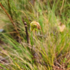 Diplodium decurvum (Summer greenhood) at Cotter River, ACT - 7 Feb 2024 by Csteele4