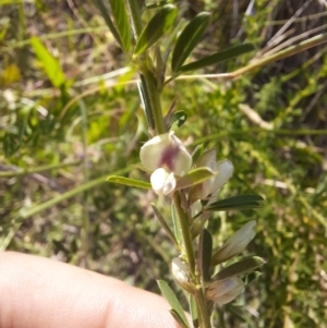 Lespedeza juncea subsp. sericea at Urambi Hills - 9 Feb 2024 03:06 PM