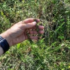 Lespedeza juncea subsp. sericea at Urambi Hills - 9 Feb 2024