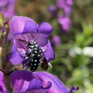 Thyreus caeruleopunctatus at Giralang, ACT - suppressed