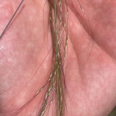 Austrostipa verticillata (Slender Bamboo Grass) at Chapman, ACT - 8 Feb 2024 by BenHarvey