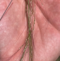Austrostipa verticillata (Slender Bamboo Grass) at Cooleman Ridge - 8 Feb 2024 by BenHarvey