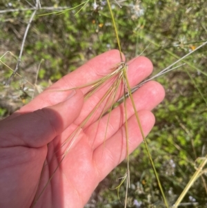 Austrostipa verticillata at Cooleman Ridge - 8 Feb 2024 01:30 PM