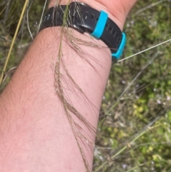 Austrostipa verticillata at Cooleman Ridge - 8 Feb 2024 01:30 PM