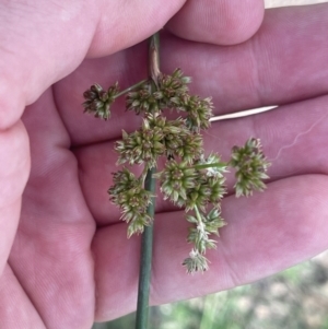 Juncus vaginatus at Cooleman Ridge - 8 Feb 2024