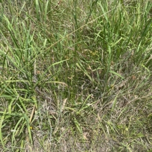 Juncus vaginatus at Cooleman Ridge - 8 Feb 2024