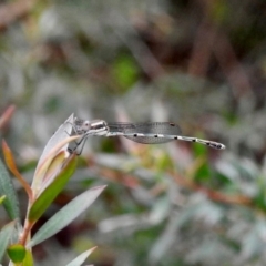 Austrolestes leda (Wandering Ringtail) at Wingecarribee Local Government Area - 7 Feb 2024 by GlossyGal