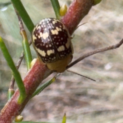 Paropsis pictipennis (Tea-tree button beetle) at Wingecarribee Local Government Area - 6 Feb 2024 by GlossyGal