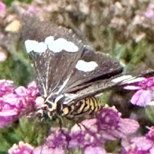 Nyctemera amicus at Rivett, ACT - 9 Feb 2024 07:47 PM