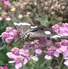 Nyctemera amicus at Rivett, ACT - 9 Feb 2024 07:47 PM