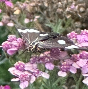 Nyctemera amicus at Rivett, ACT - 9 Feb 2024 07:47 PM