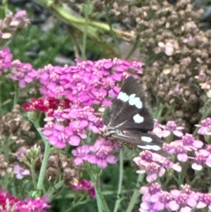 Nyctemera amicus at Rivett, ACT - 9 Feb 2024 07:47 PM