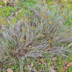Calocephalus citreus (Lemon Beauty Heads) at Mulligans Flat - 6 Feb 2024 by WalkYonder