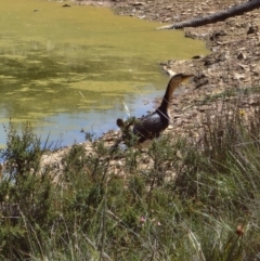 Microcarbo melanoleucos at Shannons Flat, NSW - suppressed