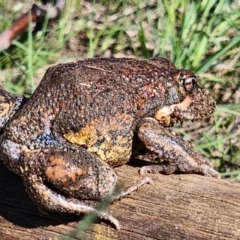 Limnodynastes dumerilii (Eastern Banjo Frog) at Cooma, NSW - 8 Feb 2024 by JediNME