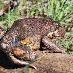 Limnodynastes dumerilii (Eastern Banjo Frog) at Cooma North Ridge Reserve - 9 Feb 2024 by JediNME