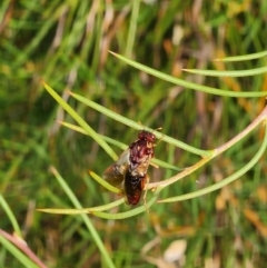 Pergagrapta castanea (A sawfly) at Shannons Flat, NSW - 7 Feb 2024 by JediNME