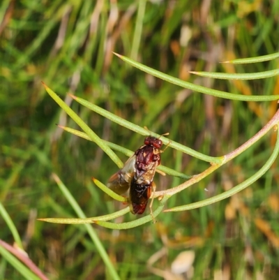 Pergagrapta sp. (genus) (A sawfly) at Shannons Flat, NSW - 7 Feb 2024 by JediNME