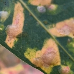 Unidentified Psyllid, lerp, aphid or whitefly (Hemiptera, several families) at Burrinjuck, NSW - 7 Feb 2024 by SonyaDuus