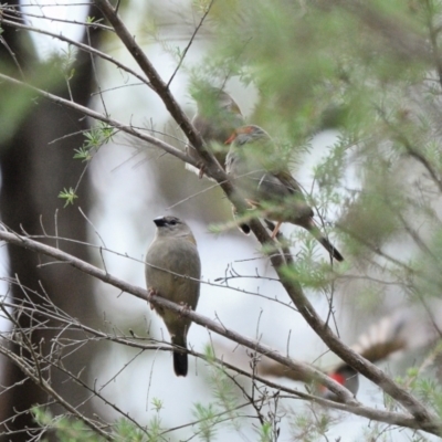 Neochmia temporalis (Red-browed Finch) at Dharawal National Park - 8 Feb 2024 by Freebird