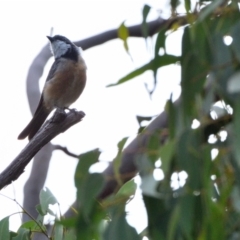 Pachycephala rufiventris (Rufous Whistler) at Dharawal National Park - 7 Feb 2024 by Freebird