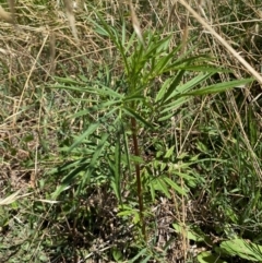 Tagetes minuta (Stinking Roger) at Belconnen, ACT - 9 Feb 2024 by SteveBorkowskis