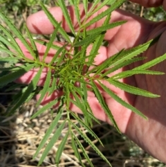 Tagetes minuta at Molonglo River Reserve - 9 Feb 2024